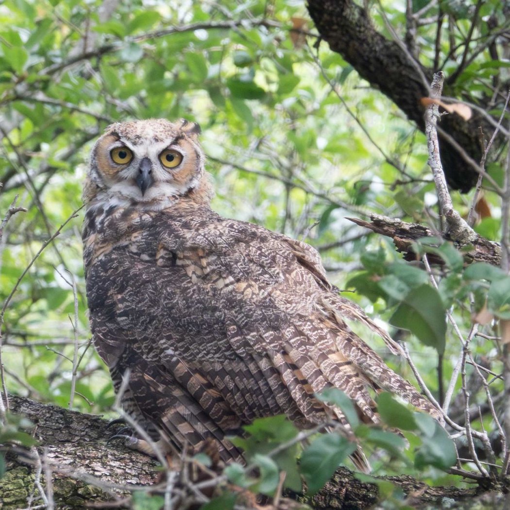 Birding at Dowell Ranch 3