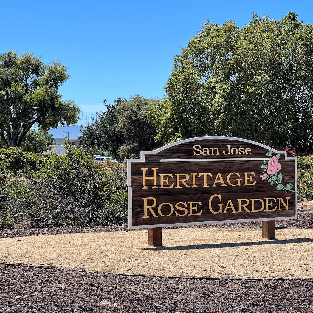 Volunteer in the Heritage Rose Garden 3