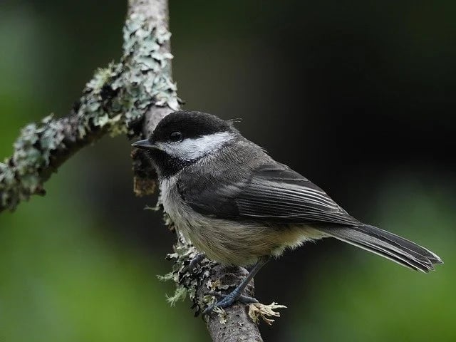 Beginner Bird Walk 4