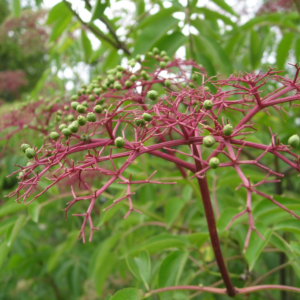 Garden to Table: Nature on the Farm 2