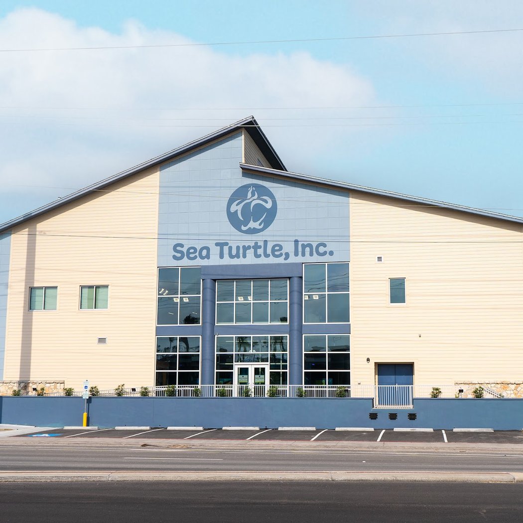 Sea Turtle, Inc. 2