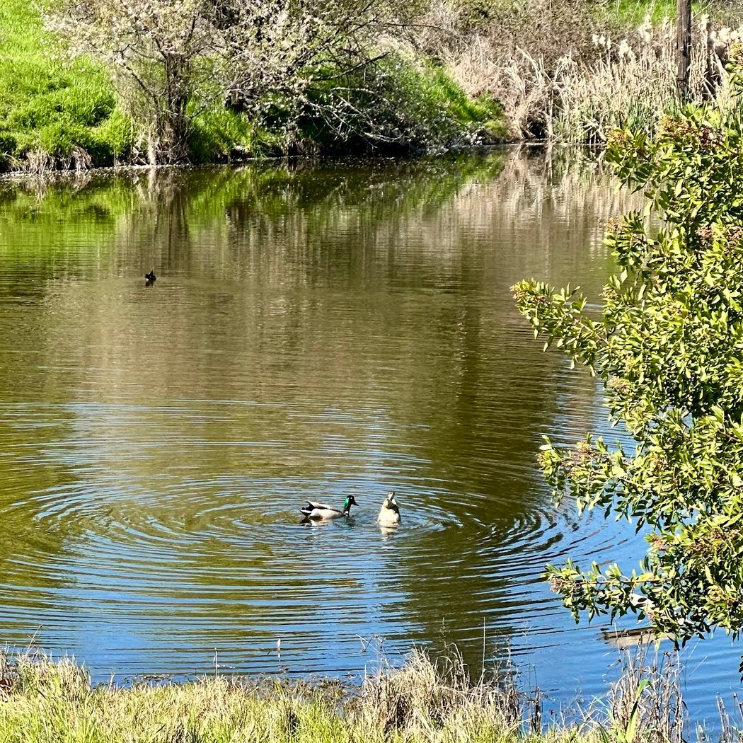 Duck Pond Park 1