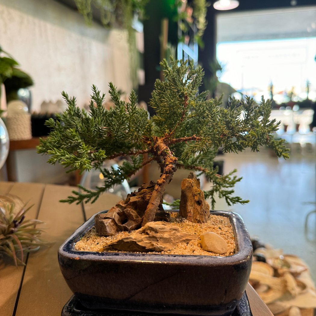 Bonsai Basics 1 2