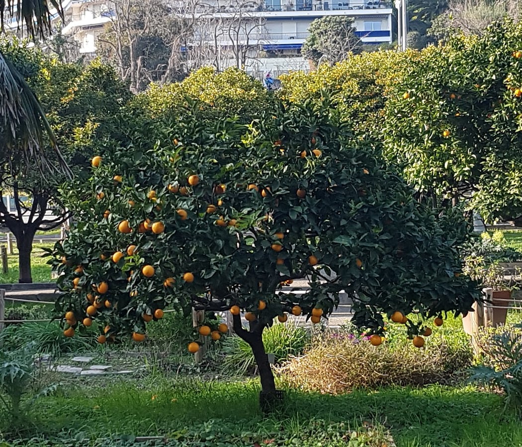 Jardin d'agrumes du Palais Carnolès 3