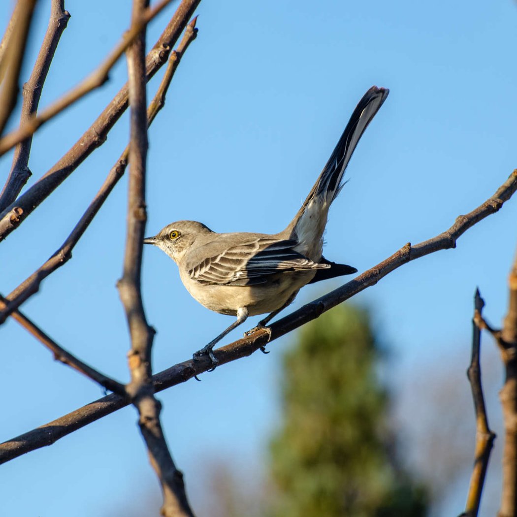 Fall Birding 1