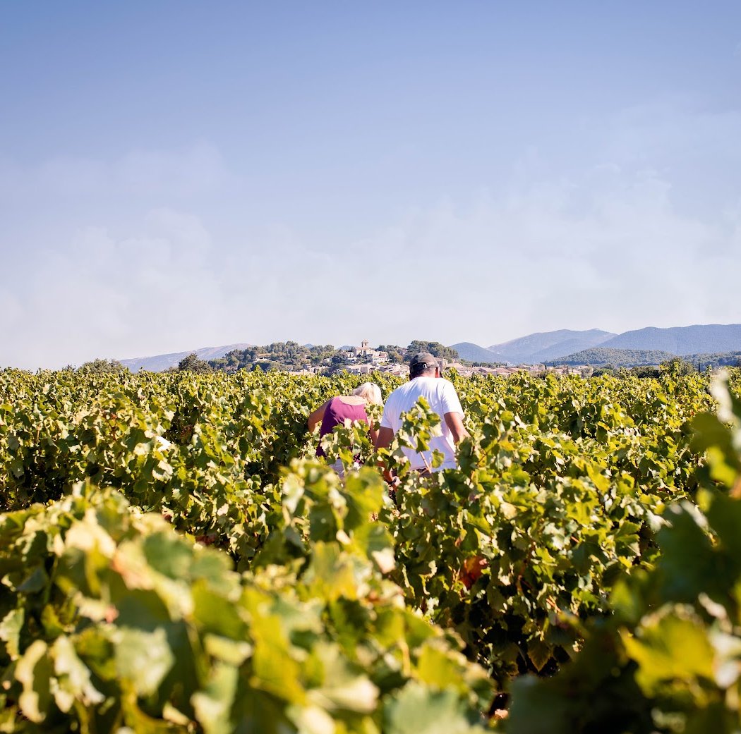 AOC Cru Vinsobres - Comité des Vignerons de Vinsobres 3