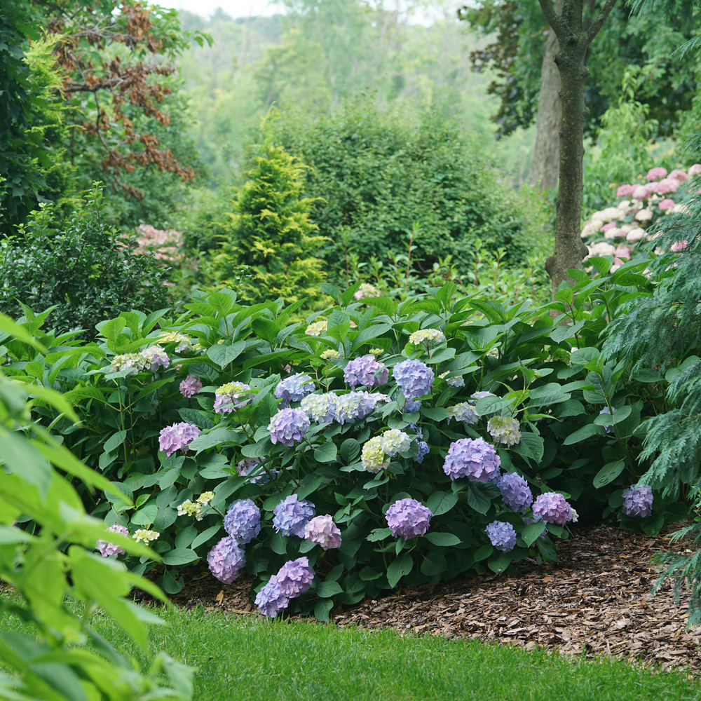 Hydrangea Primer and Guided Walk 2