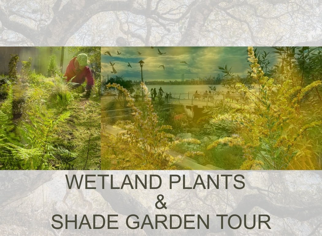 Wetland Plants & Shade Garden Tour 1