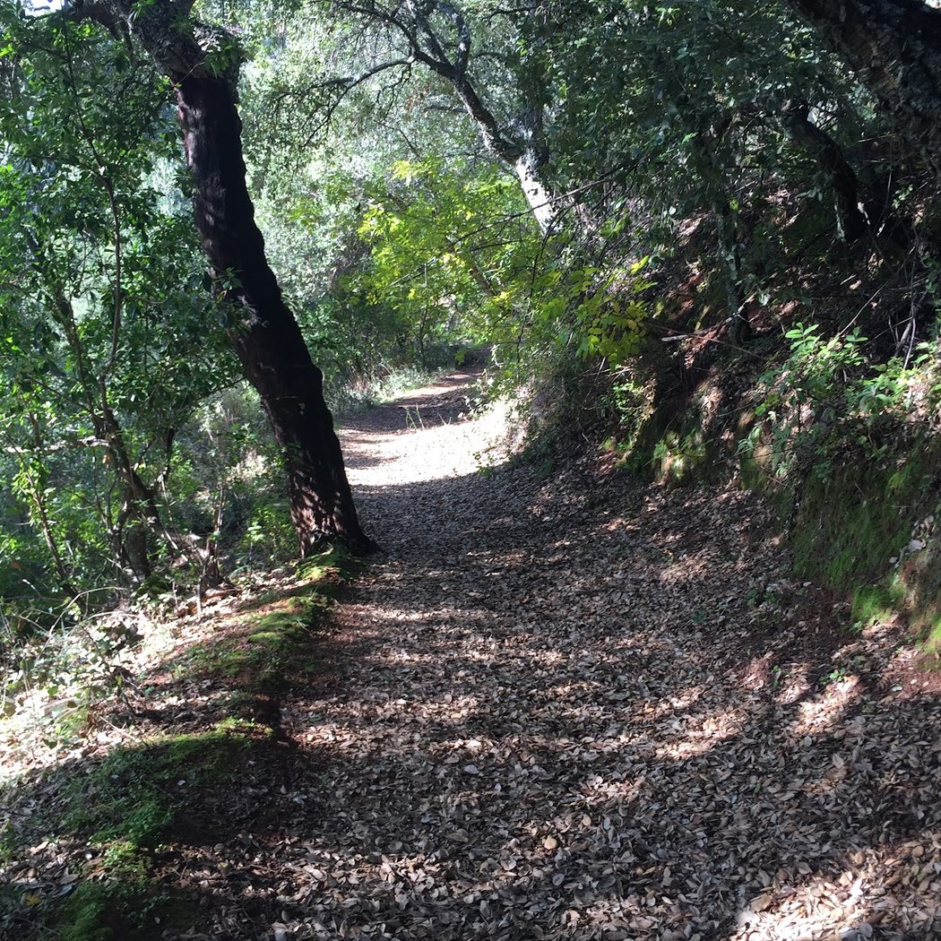 Vereda de Constantina. Camino del Tunel 1