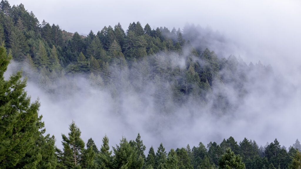 Miwok Trail 2