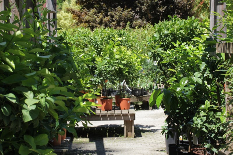 La Jardinerie de La Bambouseraie 2