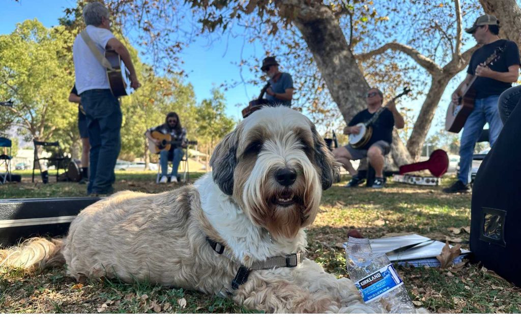 Long Beach Dog Park Jam 2