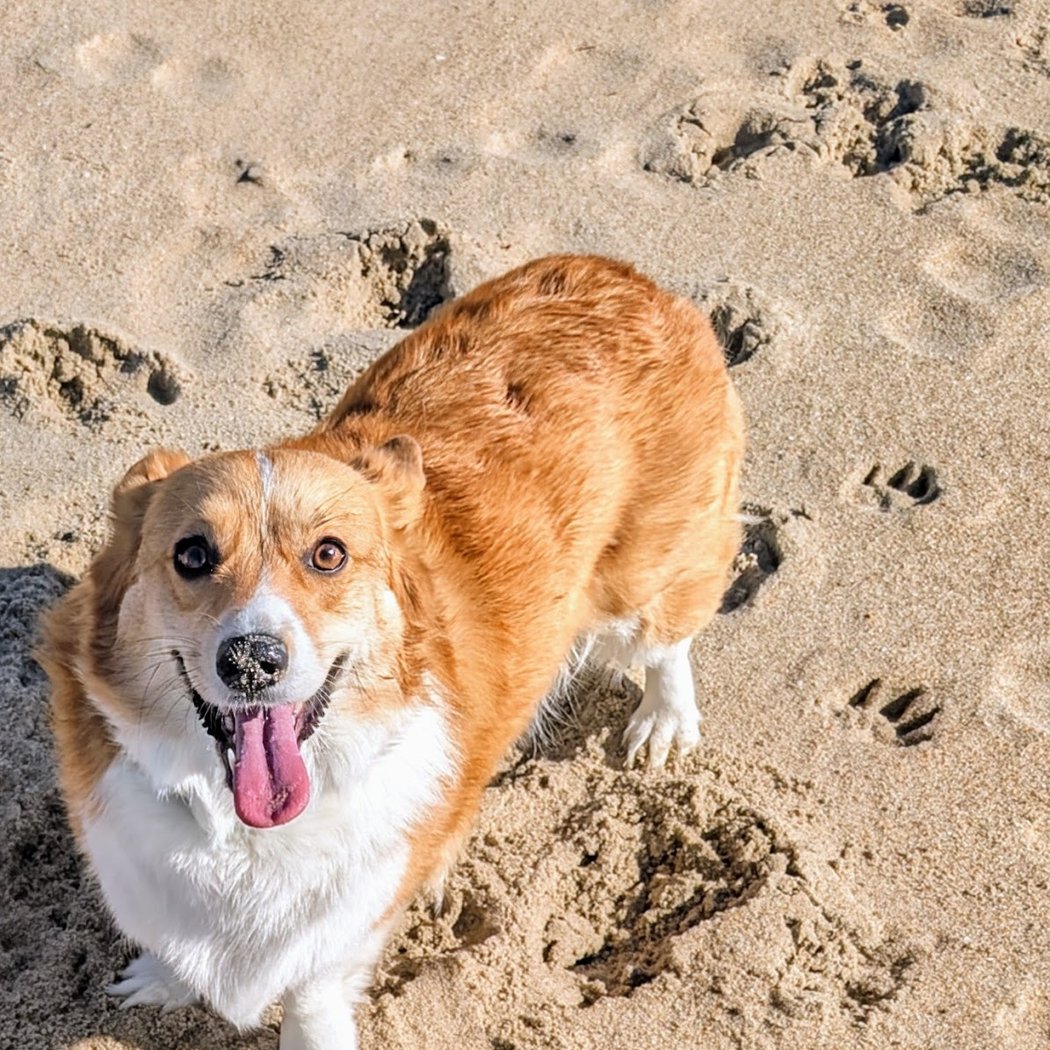 Asbury Park Dog Beach 1
