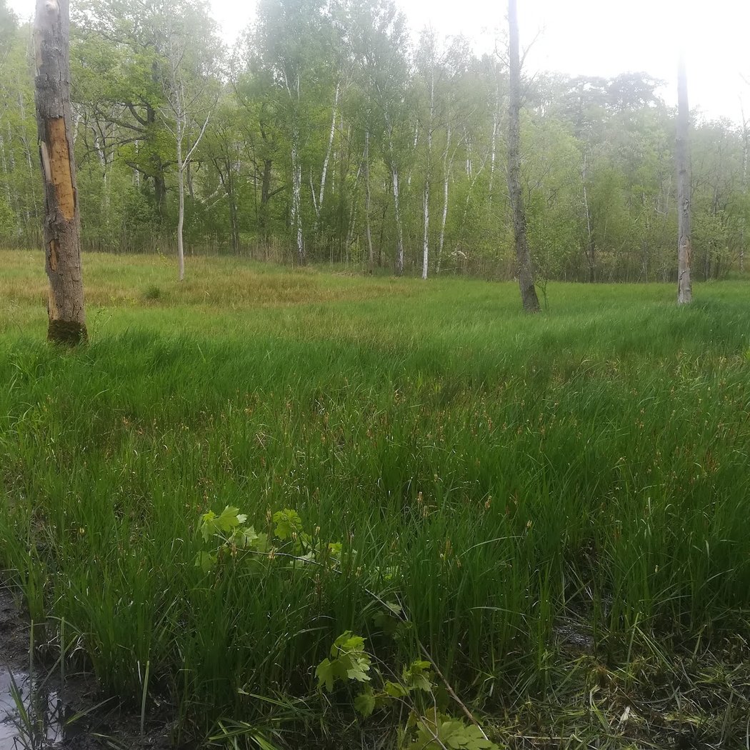 Forêt Domaniale de l'Isle-Adam 2