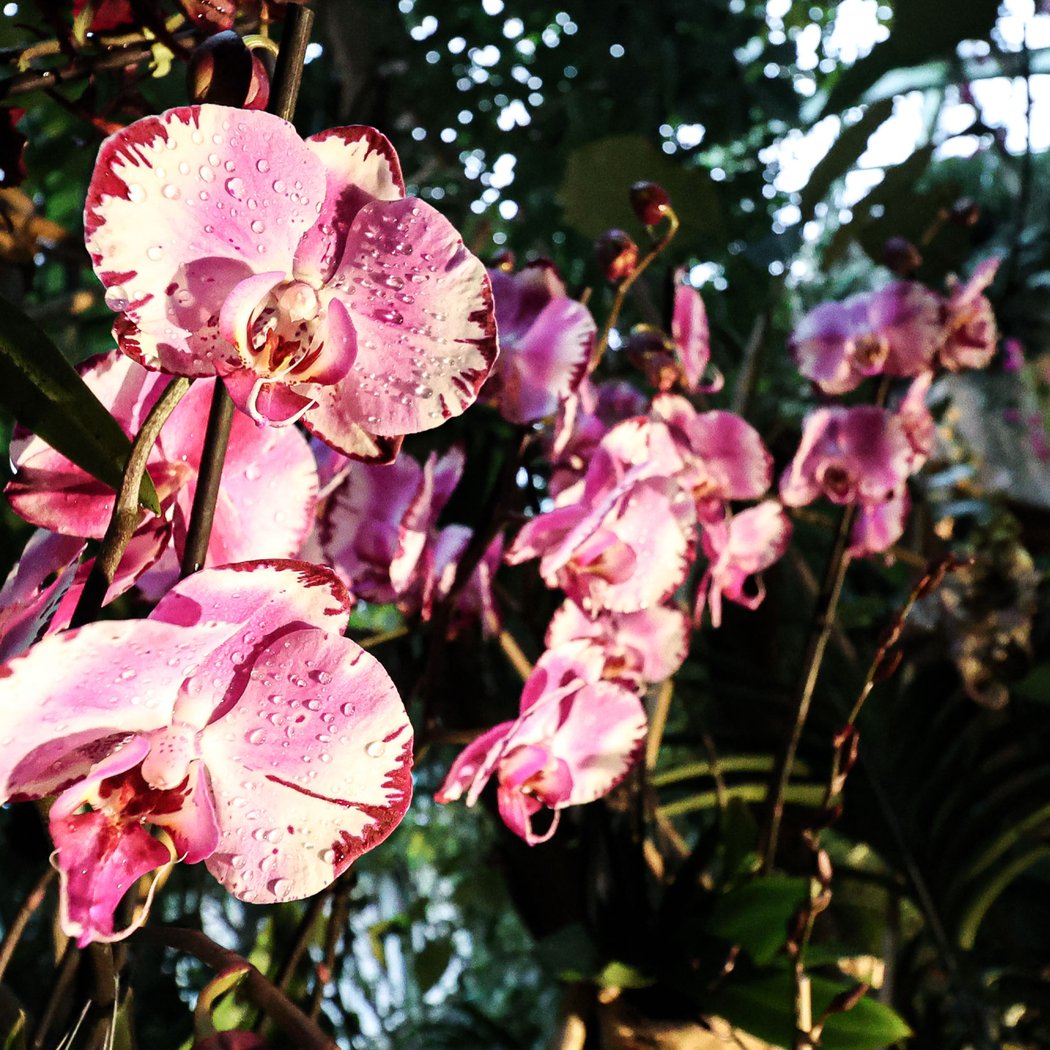 Mille & une Orchidées 1