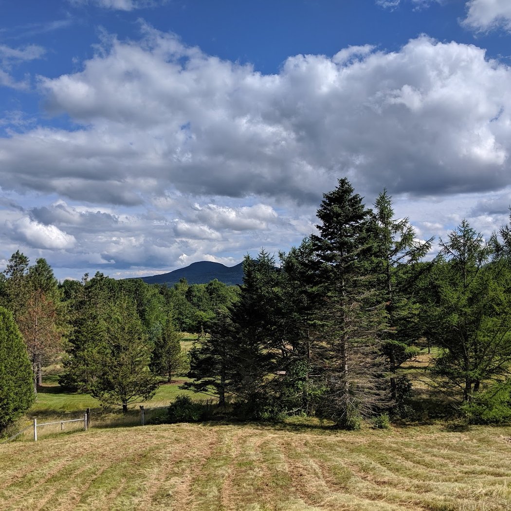 Forest Bathing with Beth Rennig 3