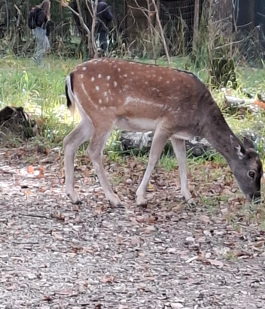 Parc Forestier de Rambouillet 3