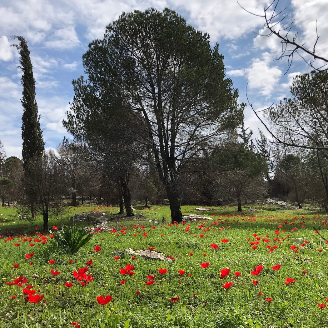 Shoham Forest Park 1