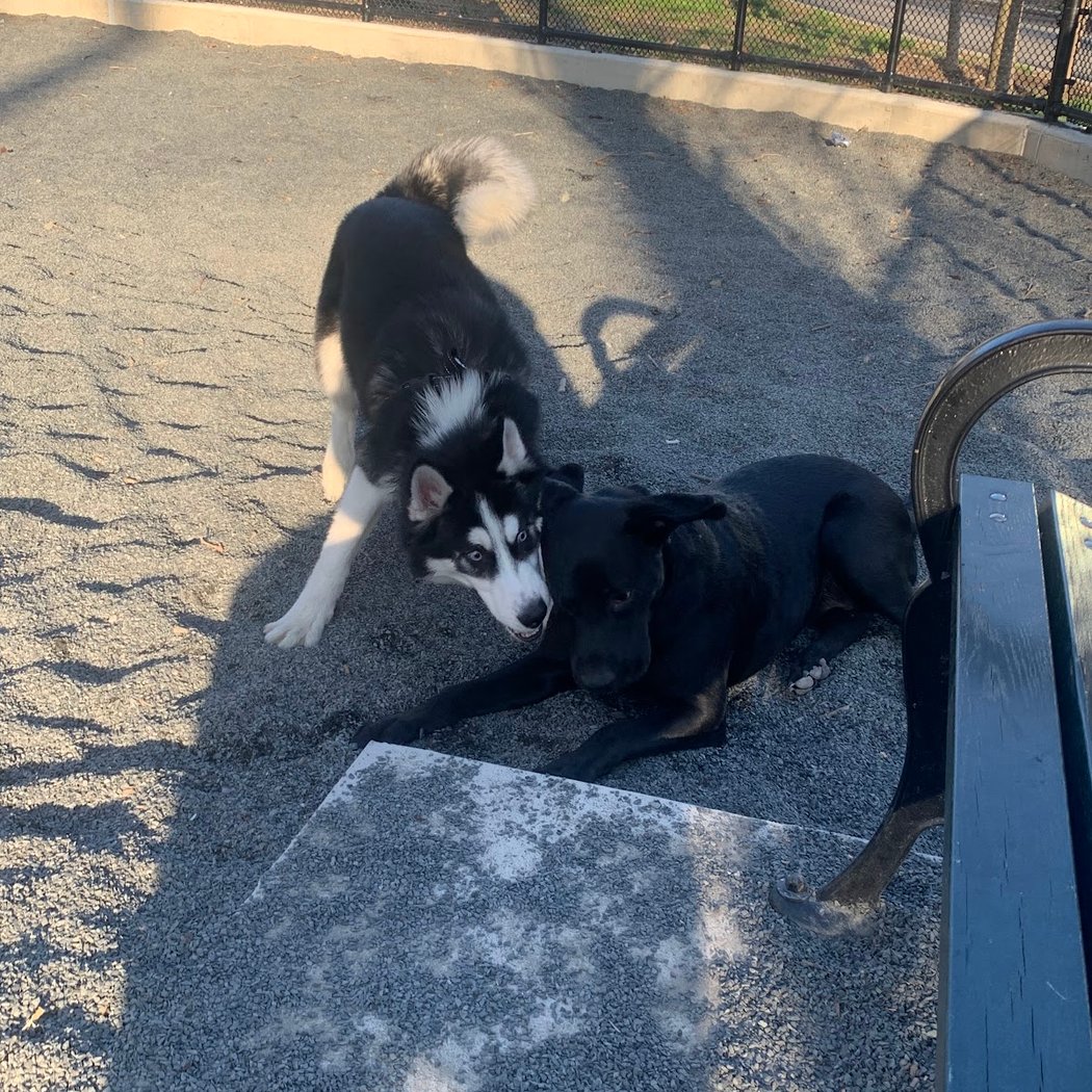 Devoe Park Dog Run 3