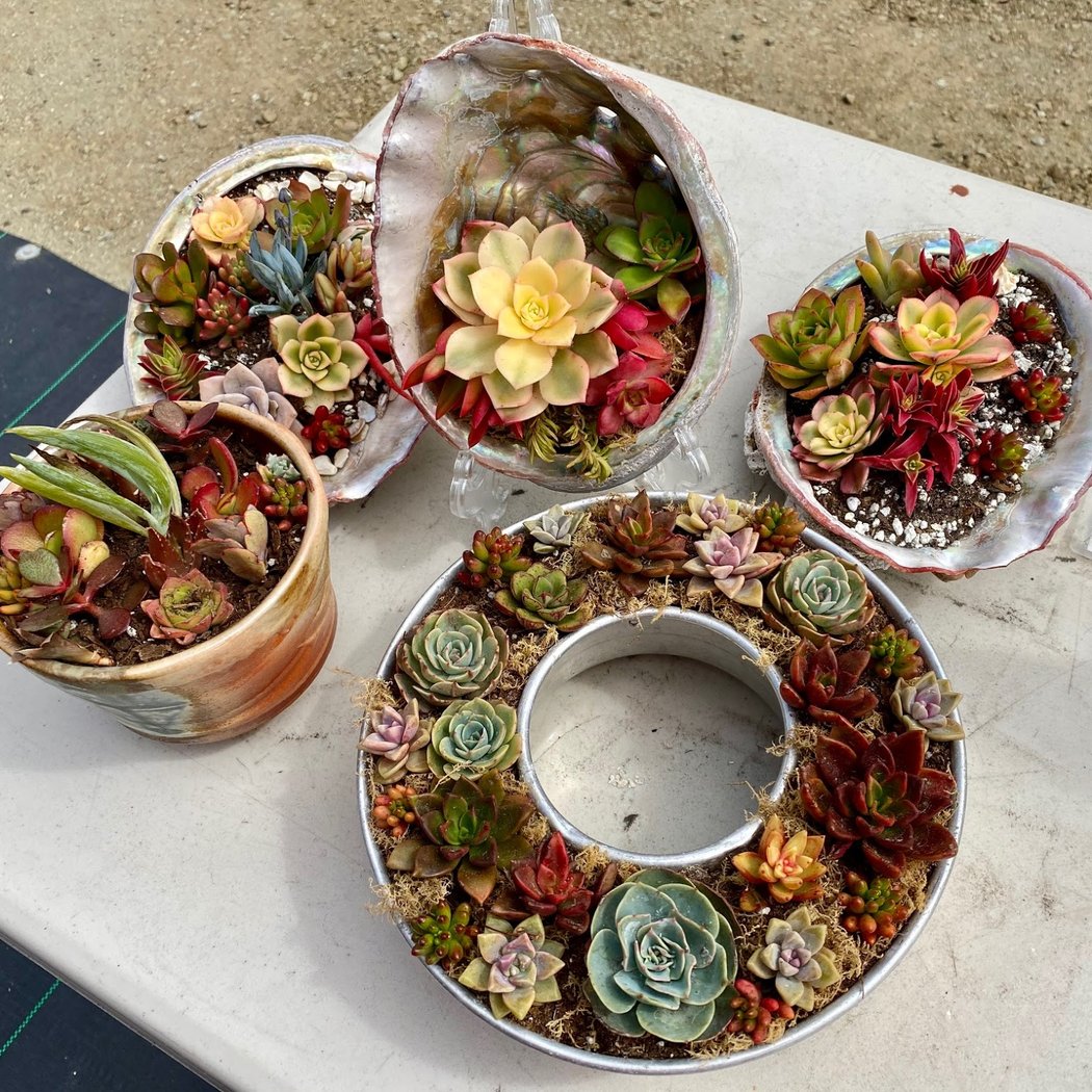 Seascapes Succulent Nursery 1