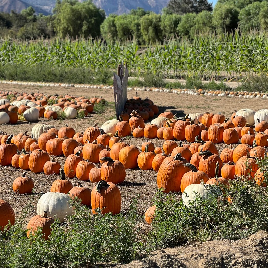 Prancer’s Farm 1