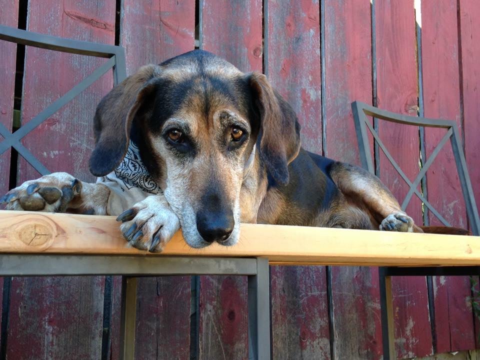 Hang Around Hound 1