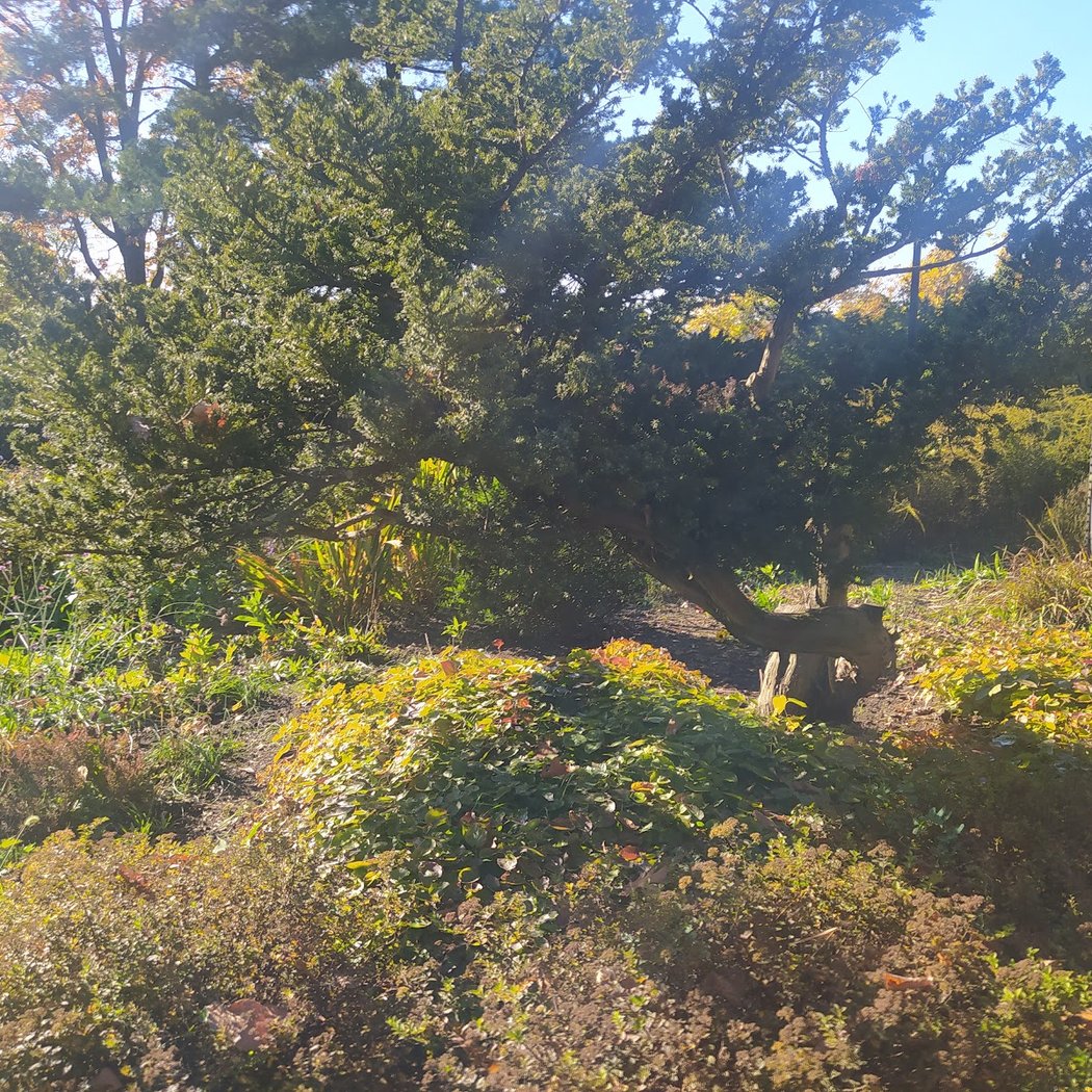 Forest Fitness 5