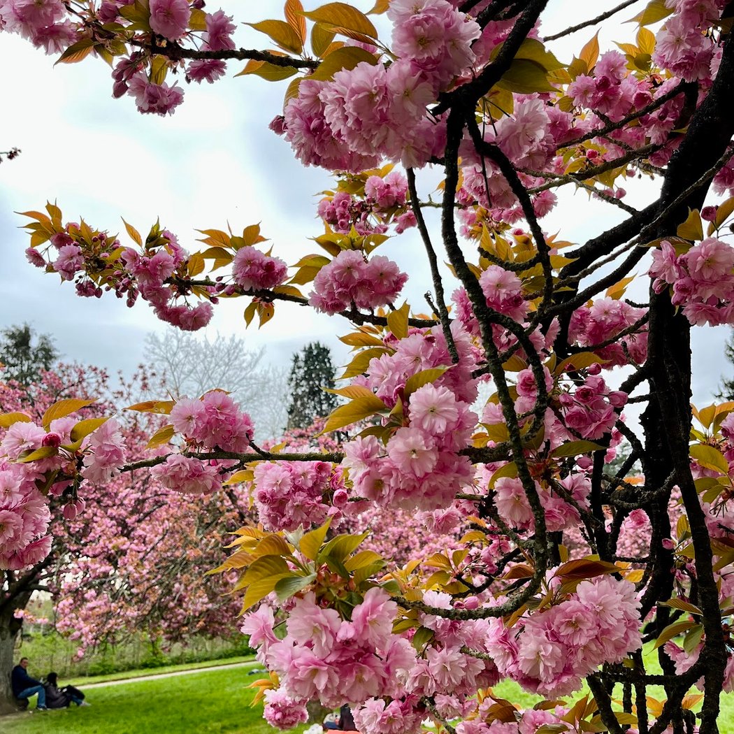 Pink sakura 2