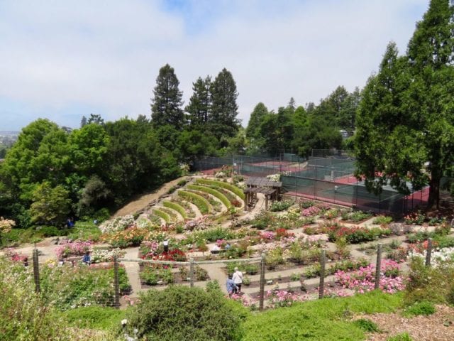 Berkeley Rose Garden 3