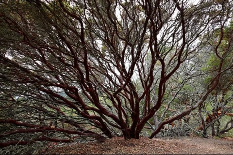 Sobrante Ridge Botanic Regional Preserve 1