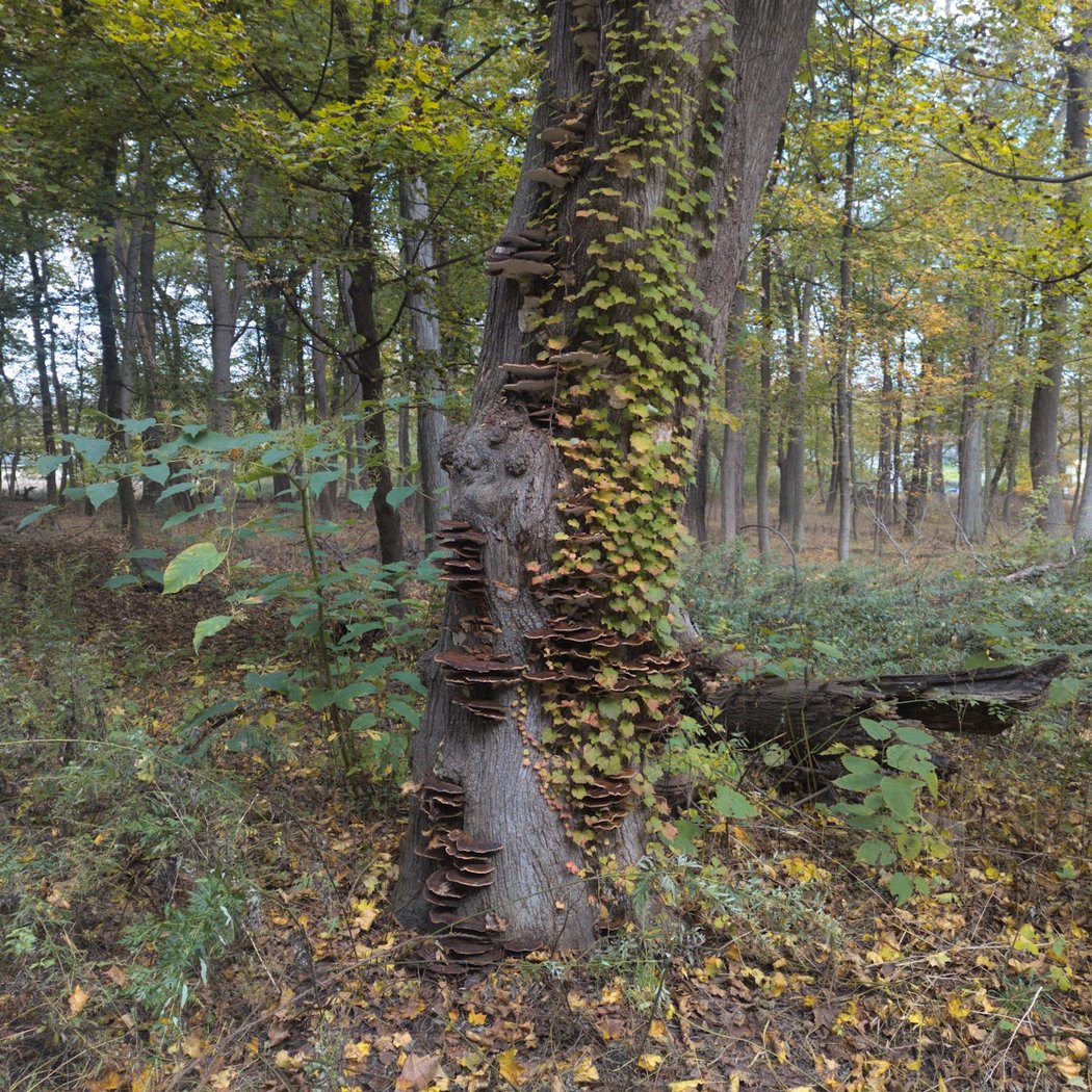 Hiddenbrooke Park 2