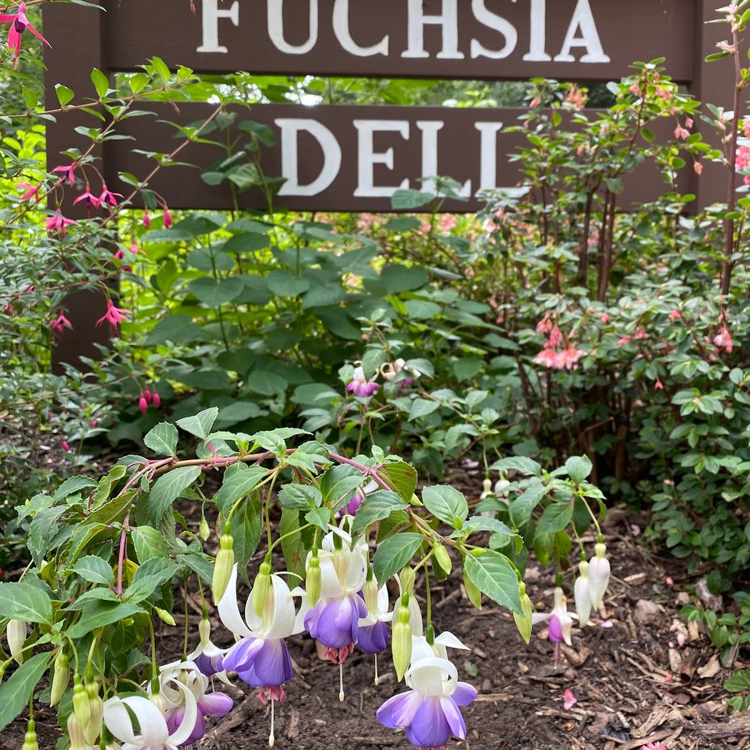 Fuchsia Dell - Golden Gate Park 1