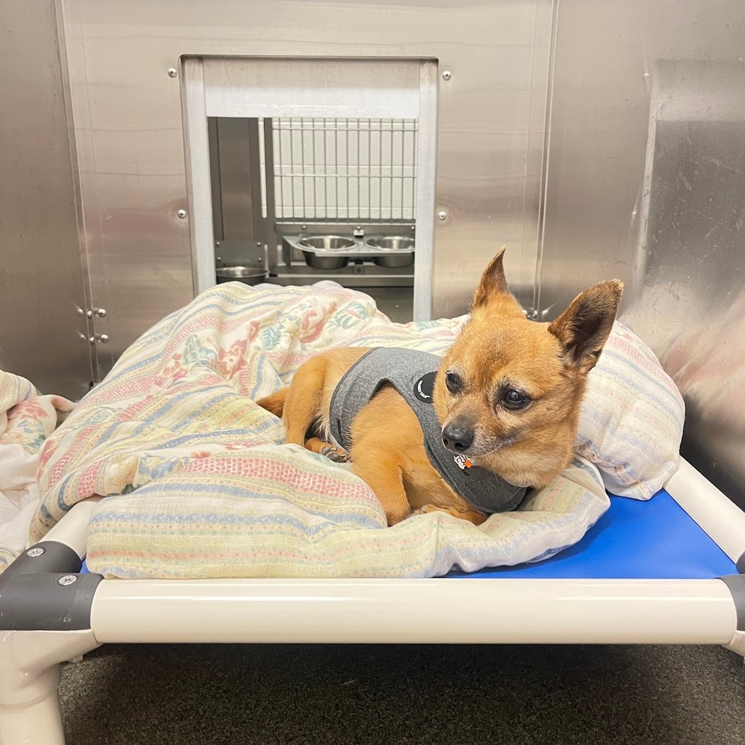 Franklin County Dog Shelter & Adoption Center 2