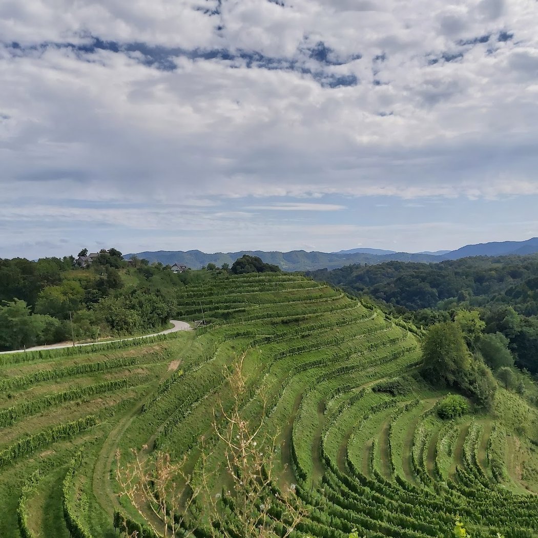 Vino Gross, vinogradništvo in turizem, d.o.o. 3