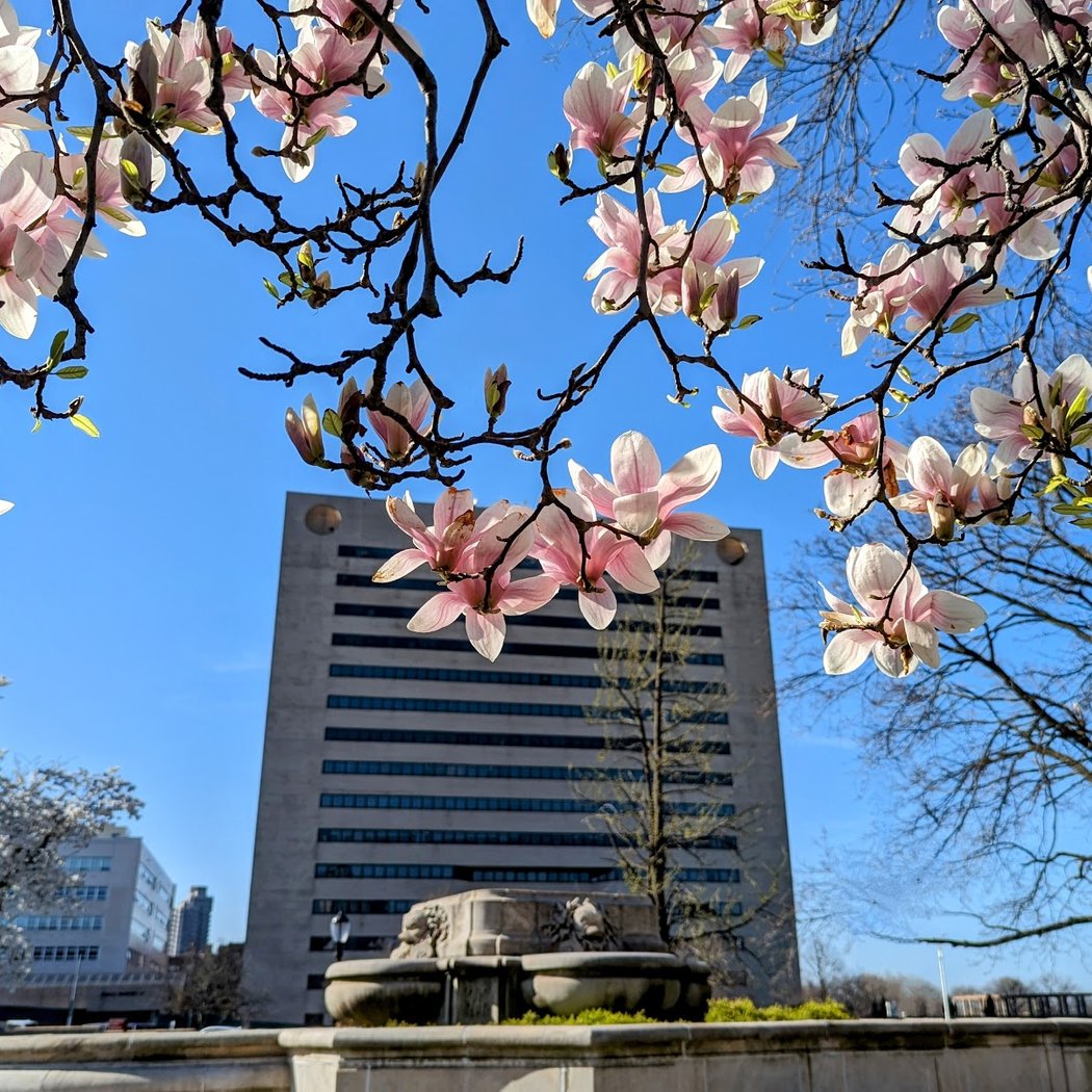 Queens Borough Hall 1