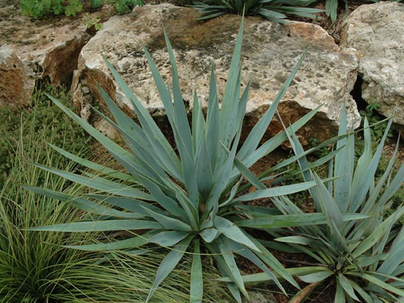 Plant Walk 3