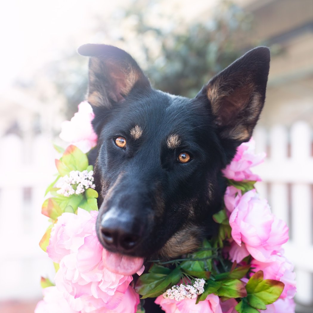 Pup Plaza, operated by Silicon Valley Pet Project 1