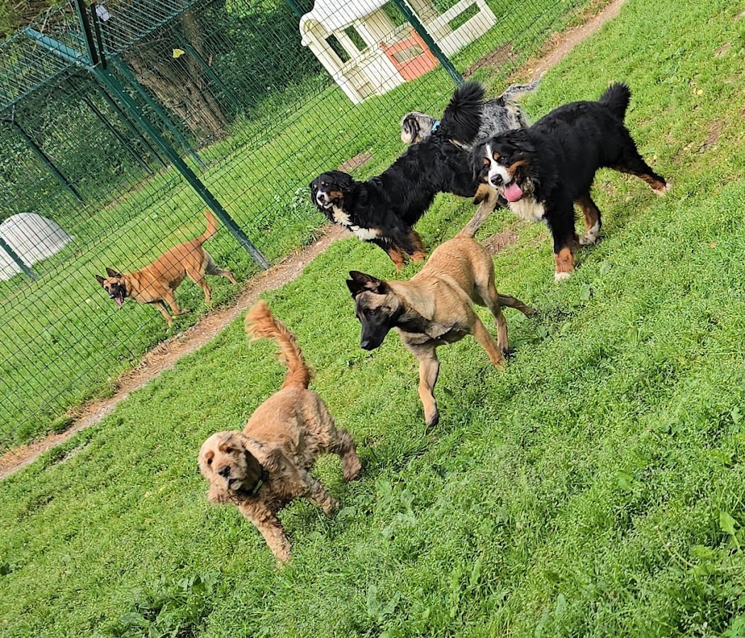 Cani Family 2
