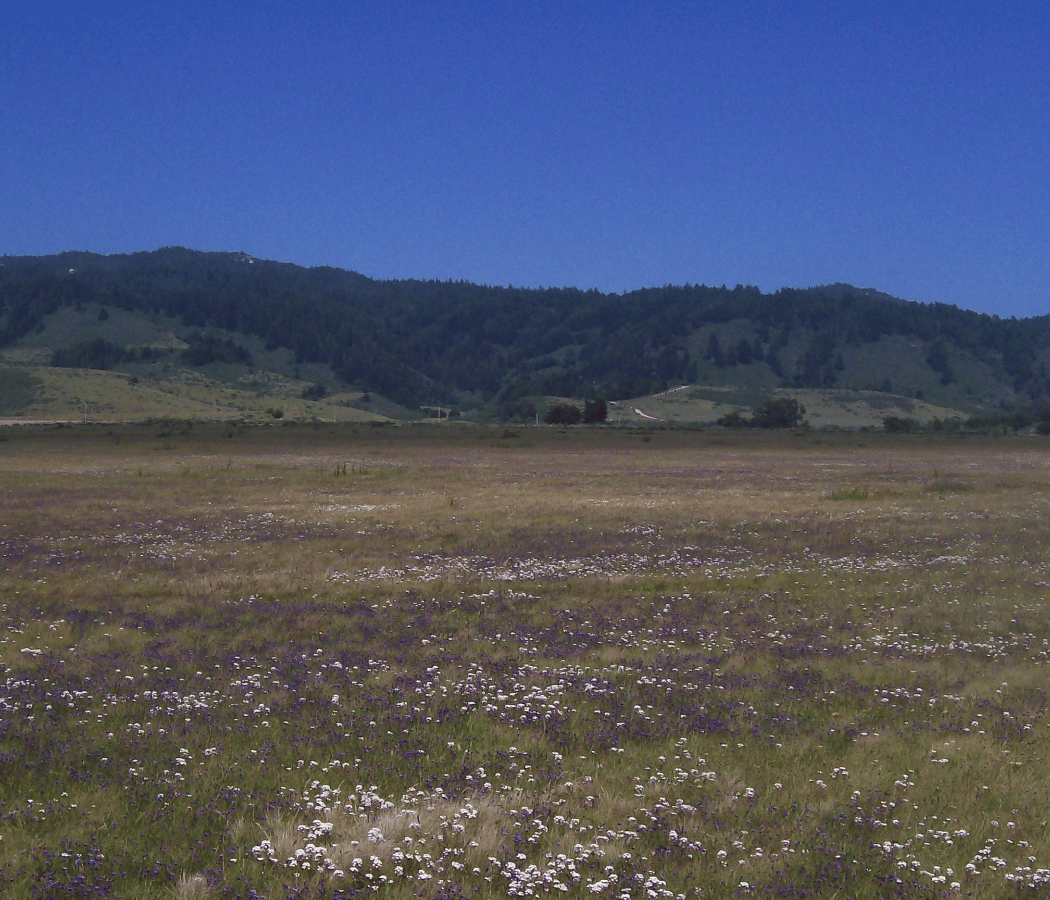 Returning Fire to Coastal Prairies: Lessons Learned 2