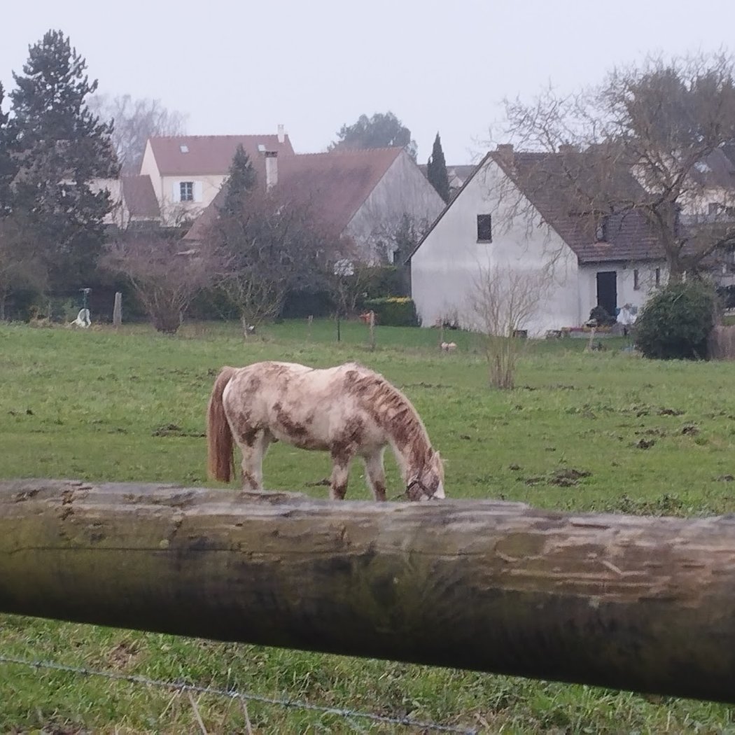 Porgy Equitation 3