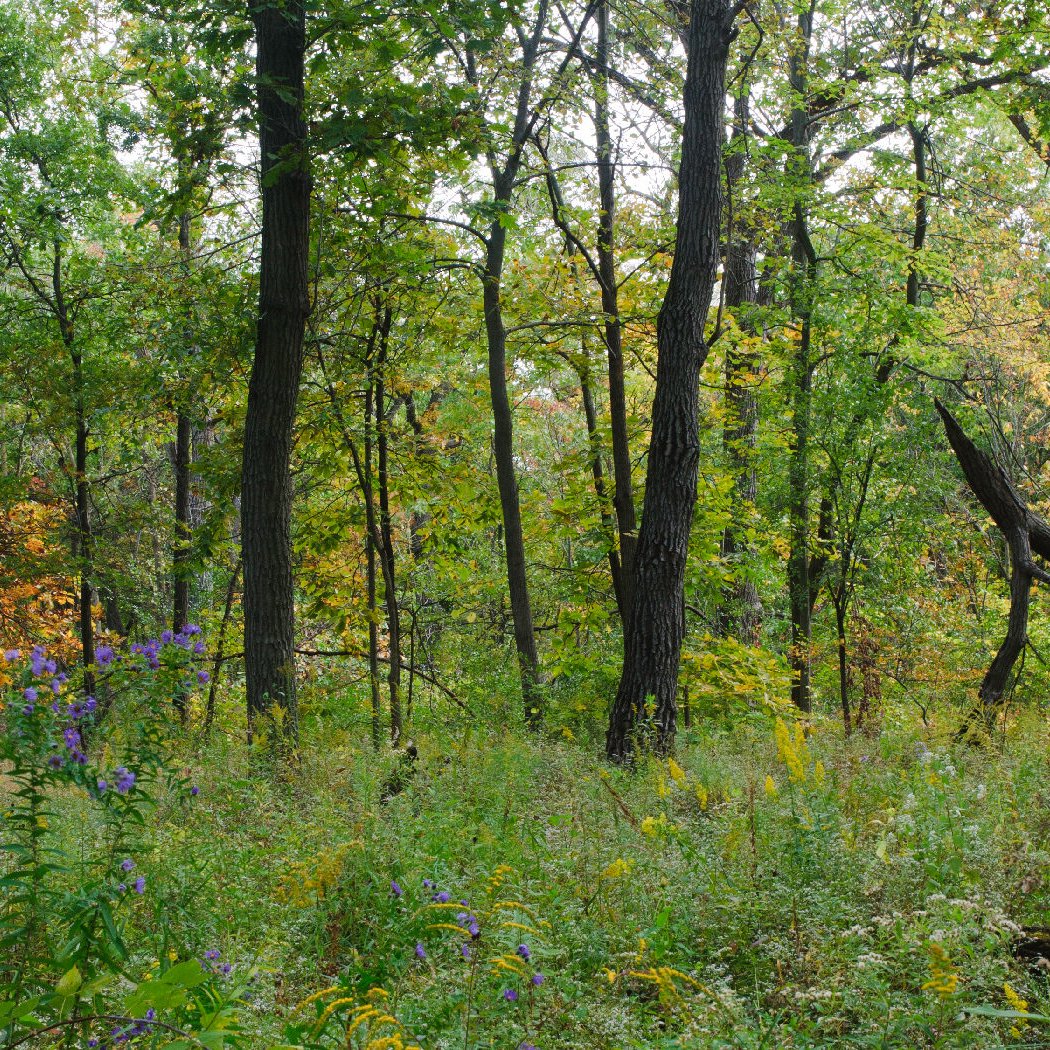 Oxbow Prairie Restoration Workday 3