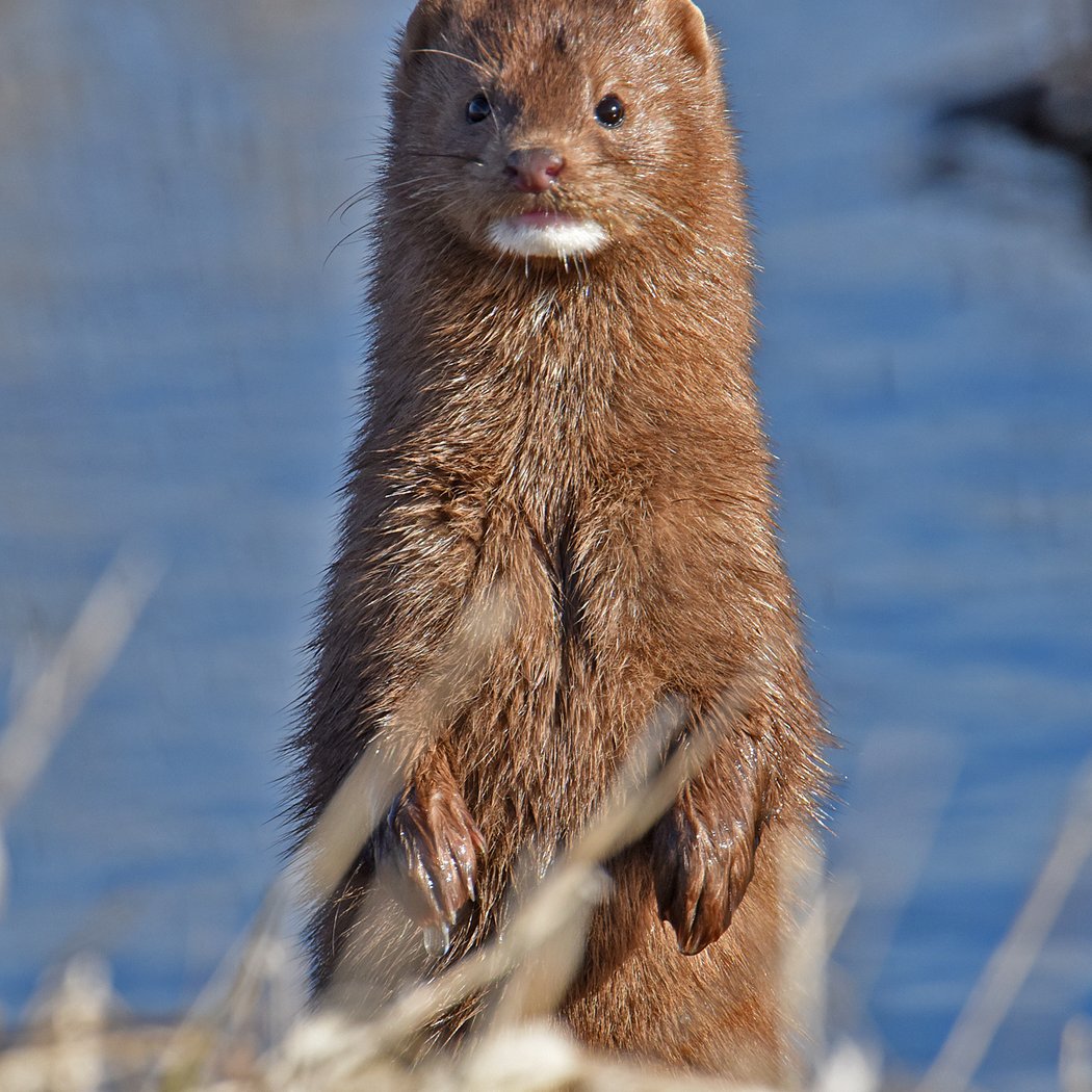 Mammals of the Prairie