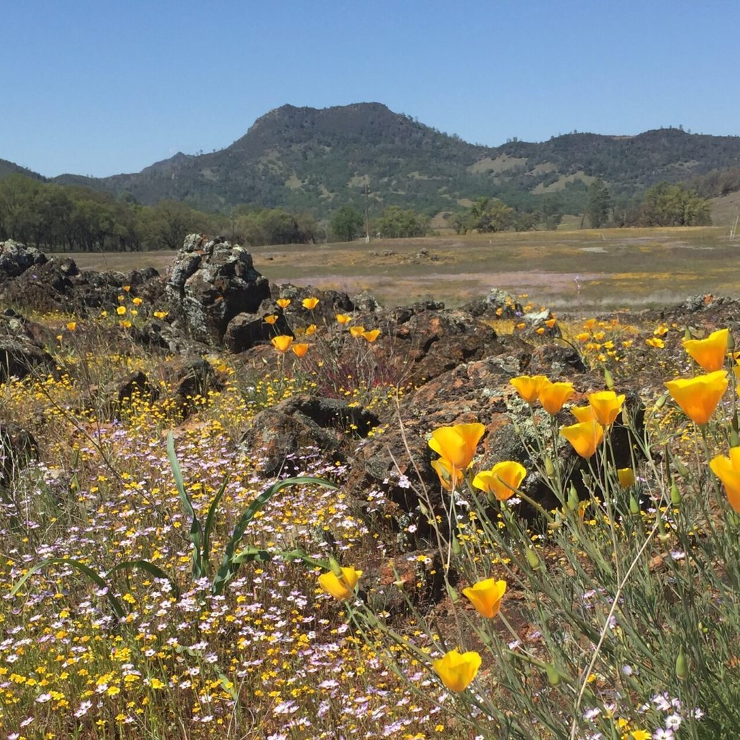 Biodiversity and Habitat Restoration Hike 2