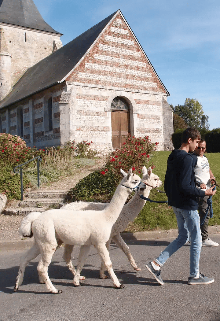 Les Alpagas du Clos : Nuit insolite, balade et pique-nique avec les alpagas - Normandie (Uniquement sur réservation) 2