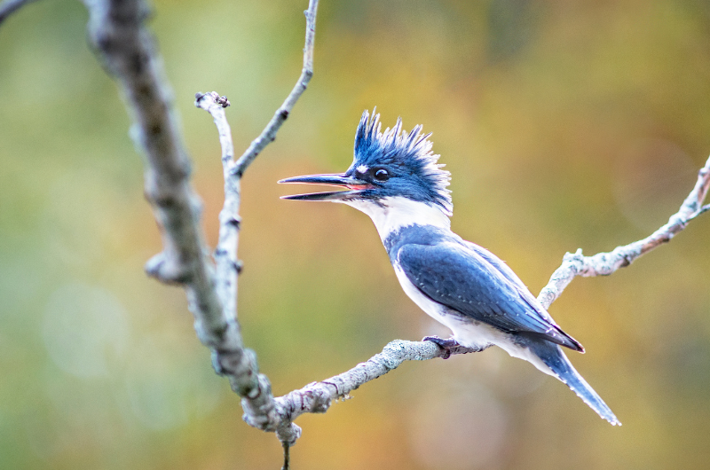 Guided Bird Walks 1