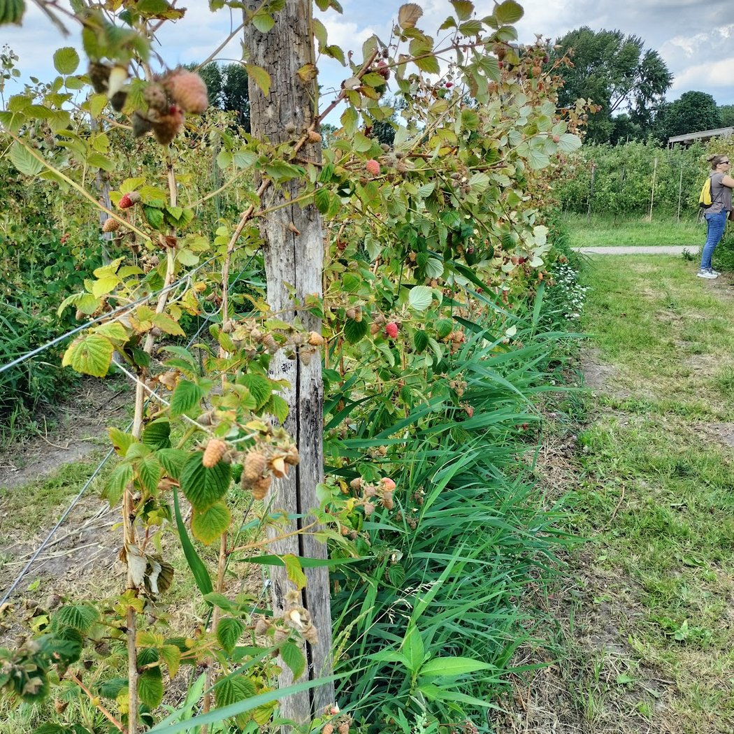 Fruittuin van West 3