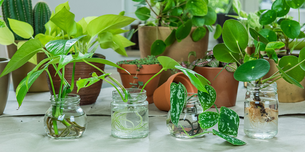 Community Plant Swap 2