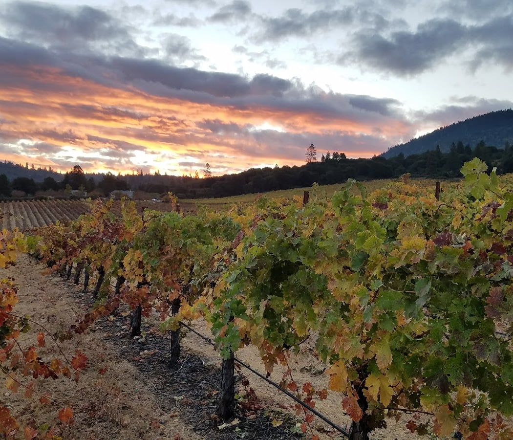 Obsidian Ridge Vineyard 1