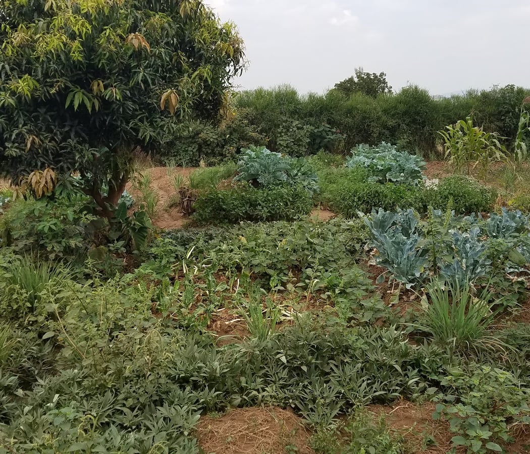 Gardens for Health International (GHI) 2
