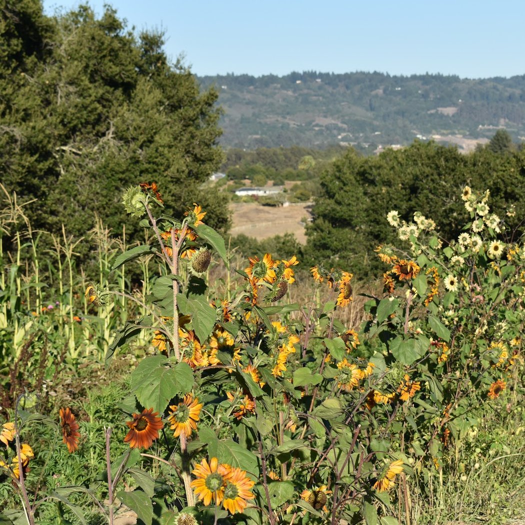 Live Earth Farm: Mixology Workshop 3